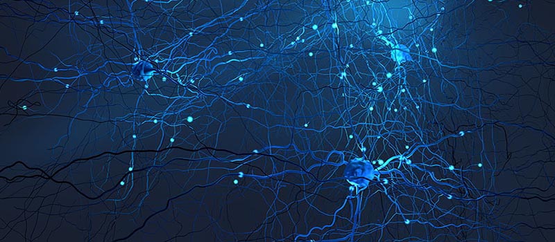 neurons image